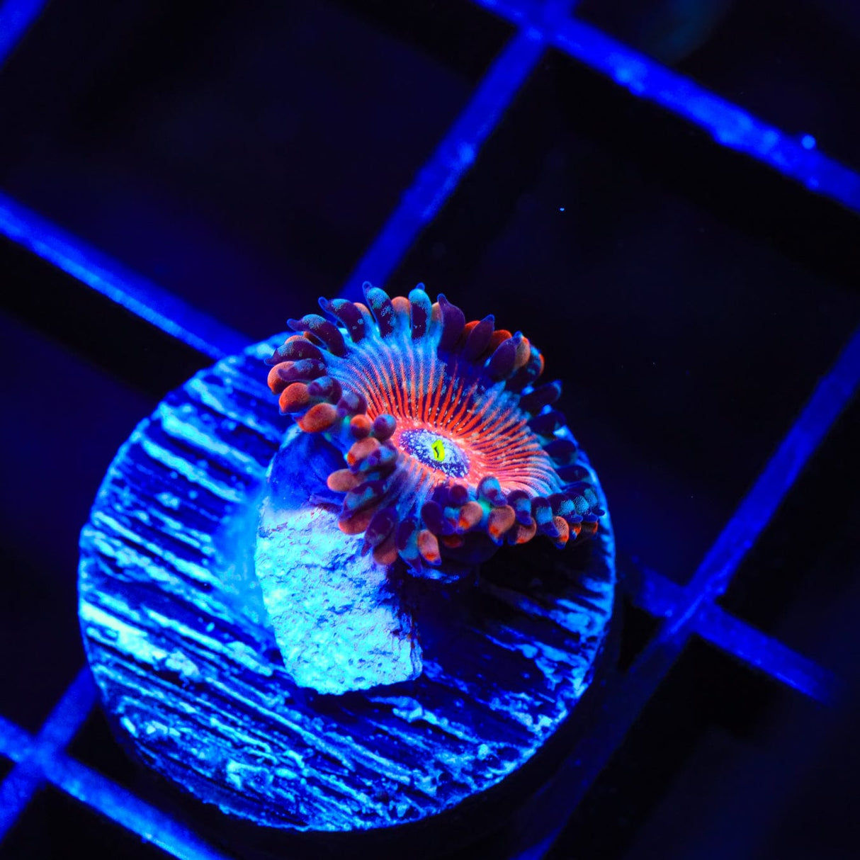 White Zombie Zoanthids Coral