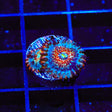 White Zombie Zoanthids Coral