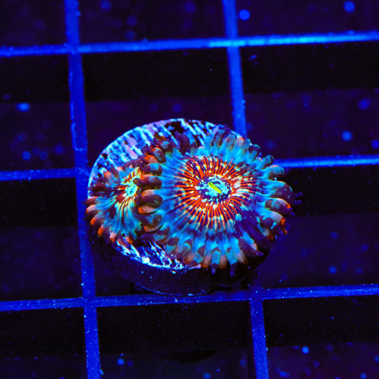 White Zombie Zoanthids Coral