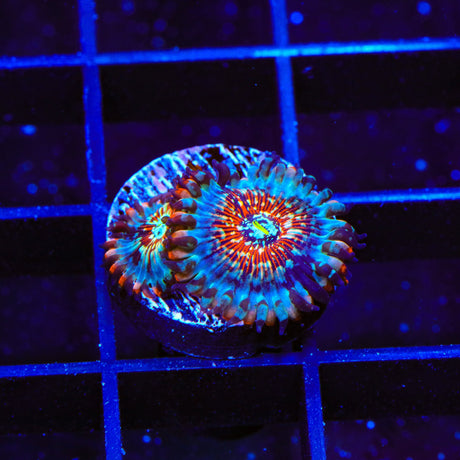 White Zombie Zoanthids Coral