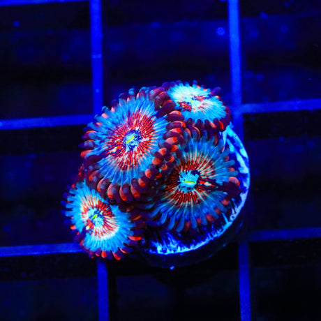 White Zombie Zoanthids Coral