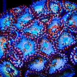 White Zombie Zoanthids Coral