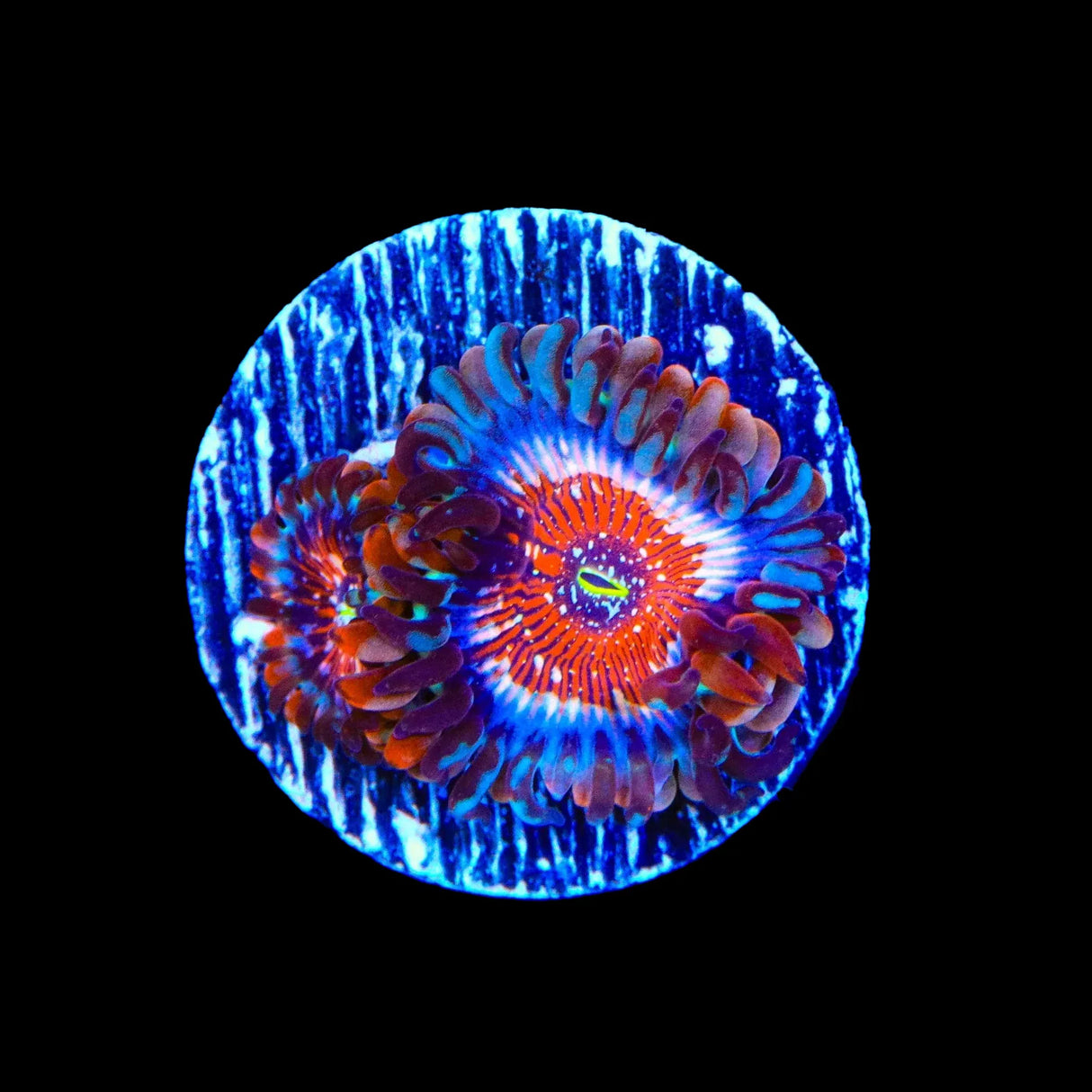 White Zombie Zoanthids Coral