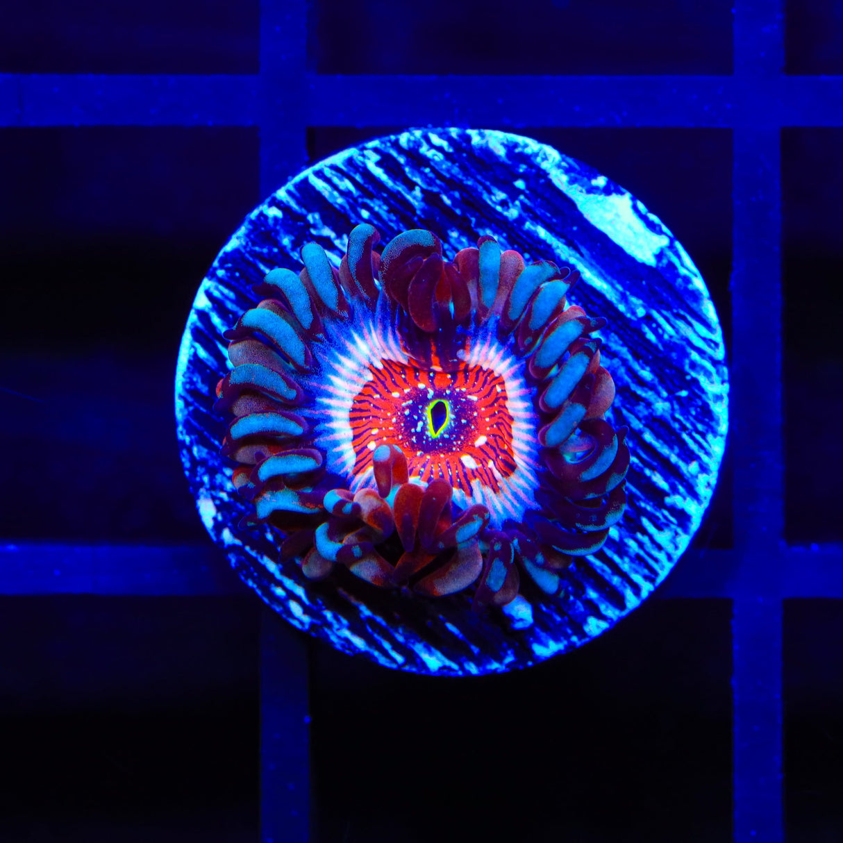 White Zombies Zoanthids Coral