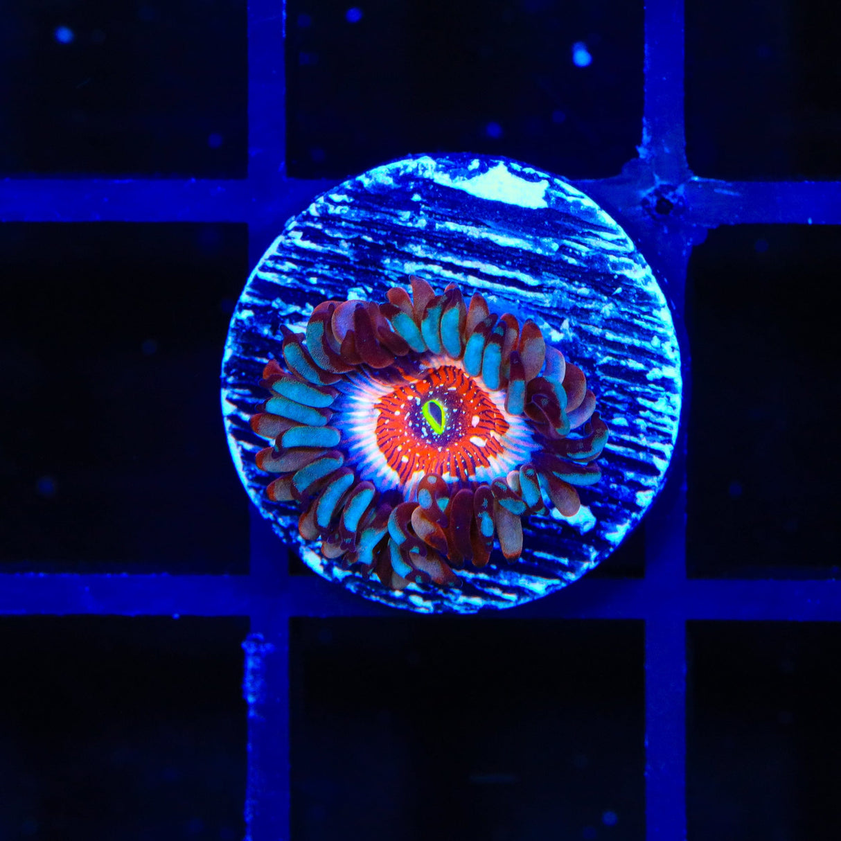 White Zombies Zoanthids Coral