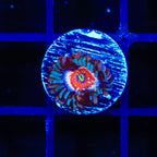 White Zombies Zoanthids Coral