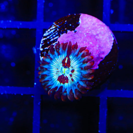 White Zombies Zoanthids Coral