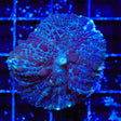 Witchs Brew Mushroom Coral