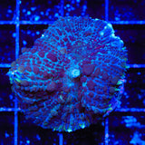 Witchs Brew Mushroom Coral