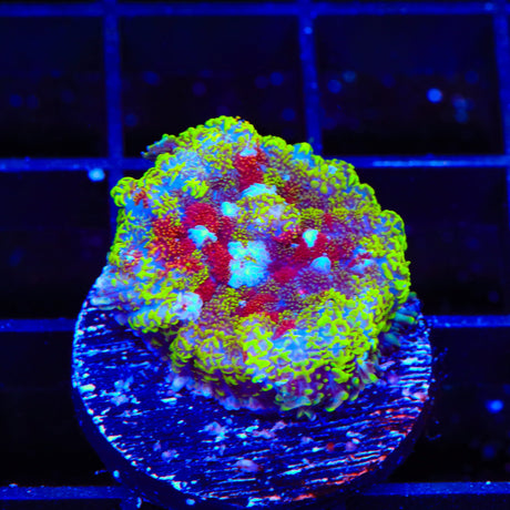 Witchs Brew Mushroom Coral