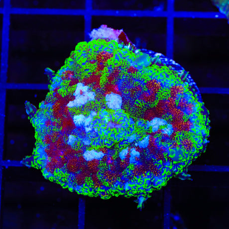 Witchs Brew Mushroom Coral