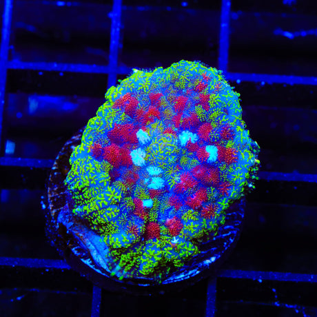 Witchs Brew Mushroom Coral