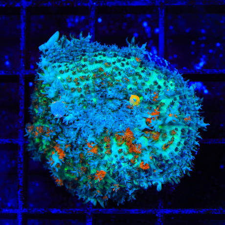 Woah Nelly Persian Rug Mushroom Coral