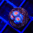 Wolverine Zoanthids Coral