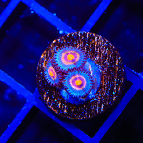 Wolverine Zoanthids Coral