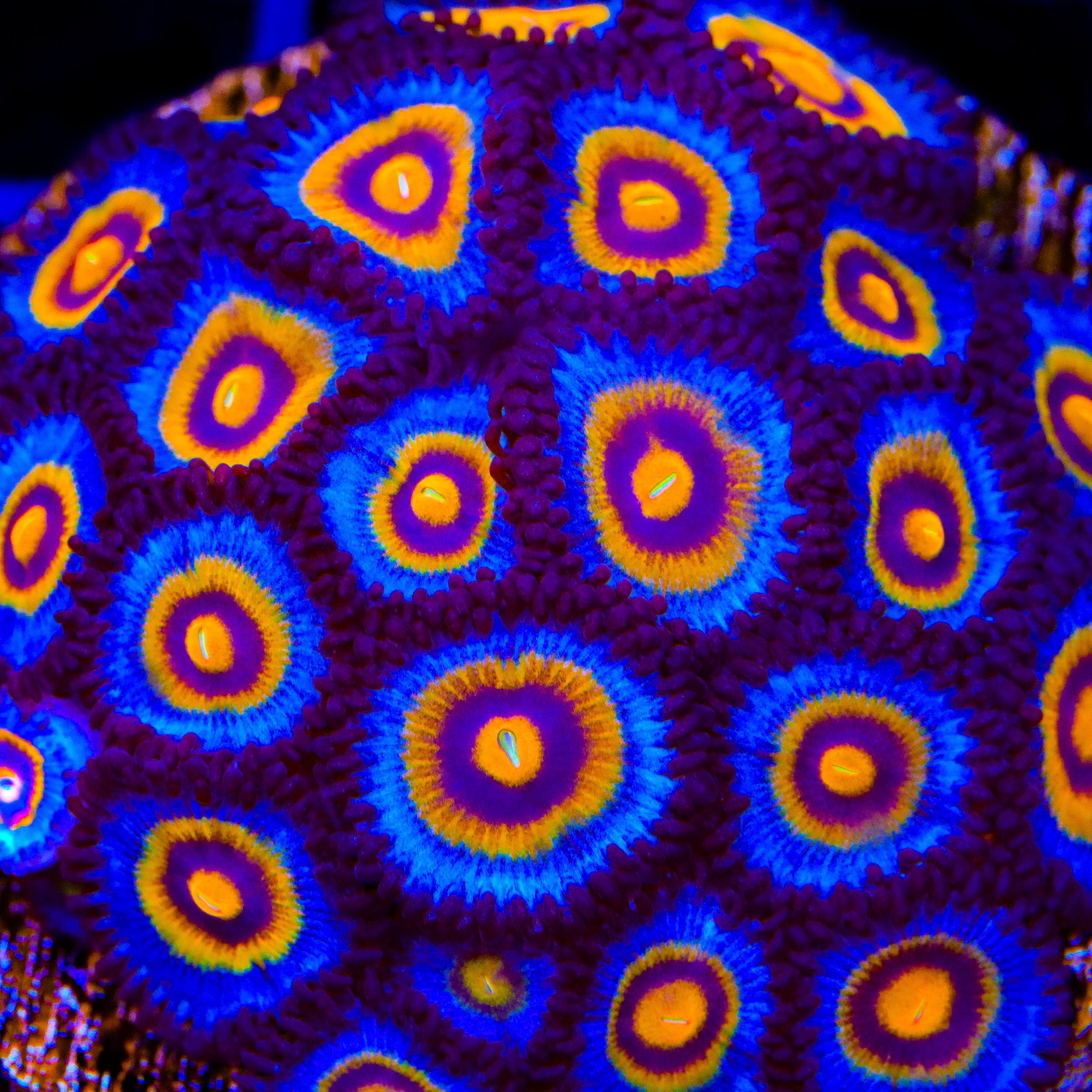Wolverine Zoanthids Coral