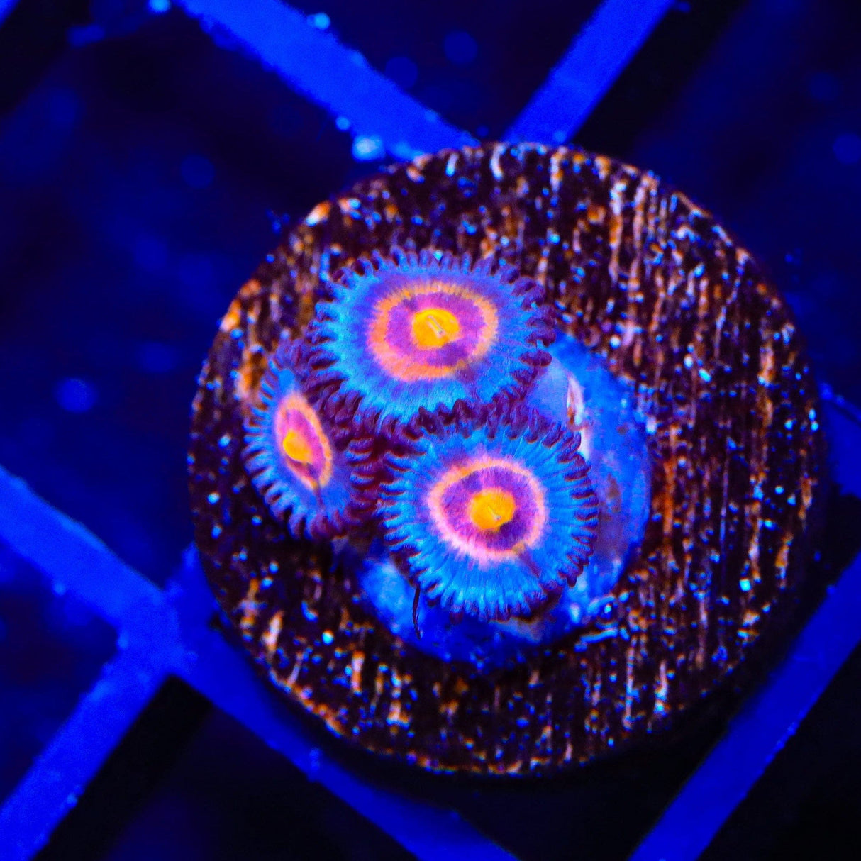 Wolverine Zoanthids Coral