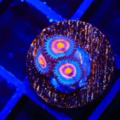 Wolverine Zoanthids Coral