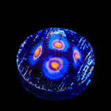 Wolverine Zoanthids Coral