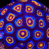 Wolverine Zoanthids Coral