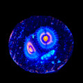 Wolverine Zoanthids Coral