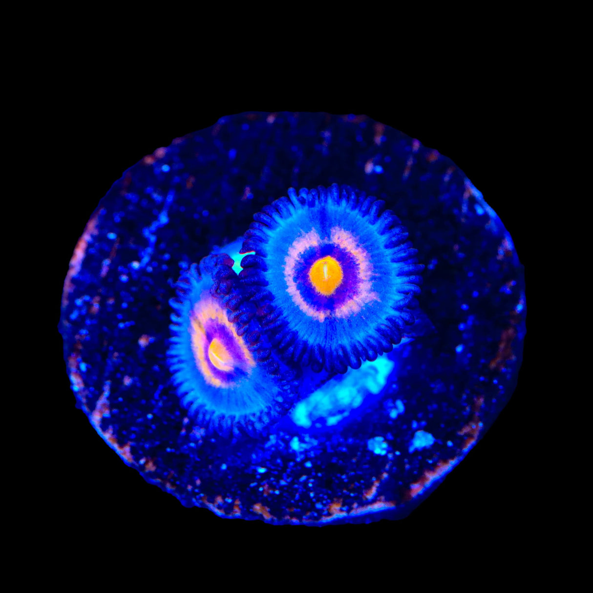 Wolverine Zoanthids Coral