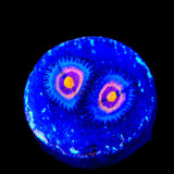 Wolverine Zoanthids Coral