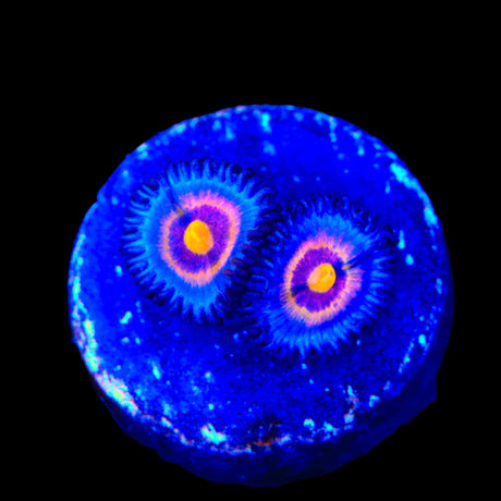 Wolverine Zoanthids Coral