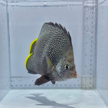 Wrought Iron Butterfly Fish