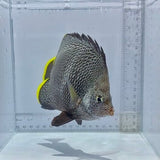 Wrought Iron Butterfly Fish