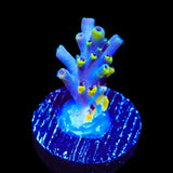 WWC Afterparty Acropora Coral