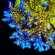 WWC Afterparty Acropora Coral