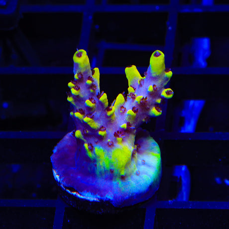 WWC Afterparty Acropora Coral