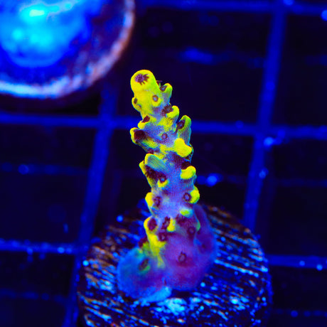 WWC Afterparty Acropora Coral