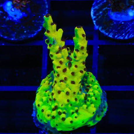 WWC Afterparty Acropora Coral