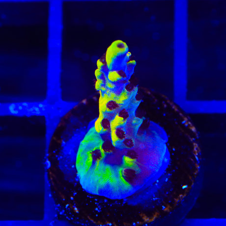 WWC Afterparty Acropora Coral
