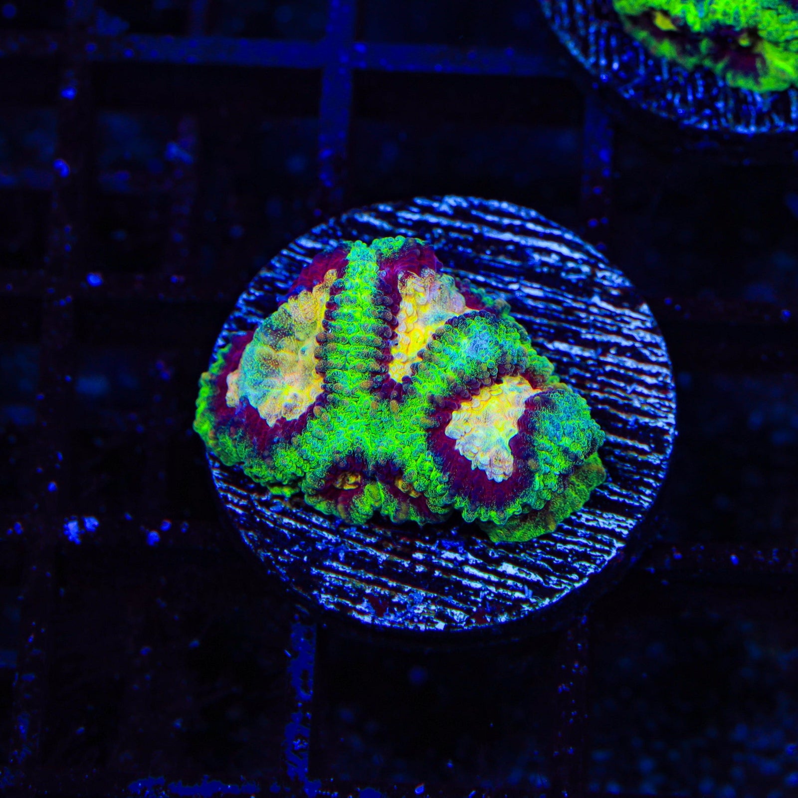 WWC All Star Favia Coral coral identification and care guide