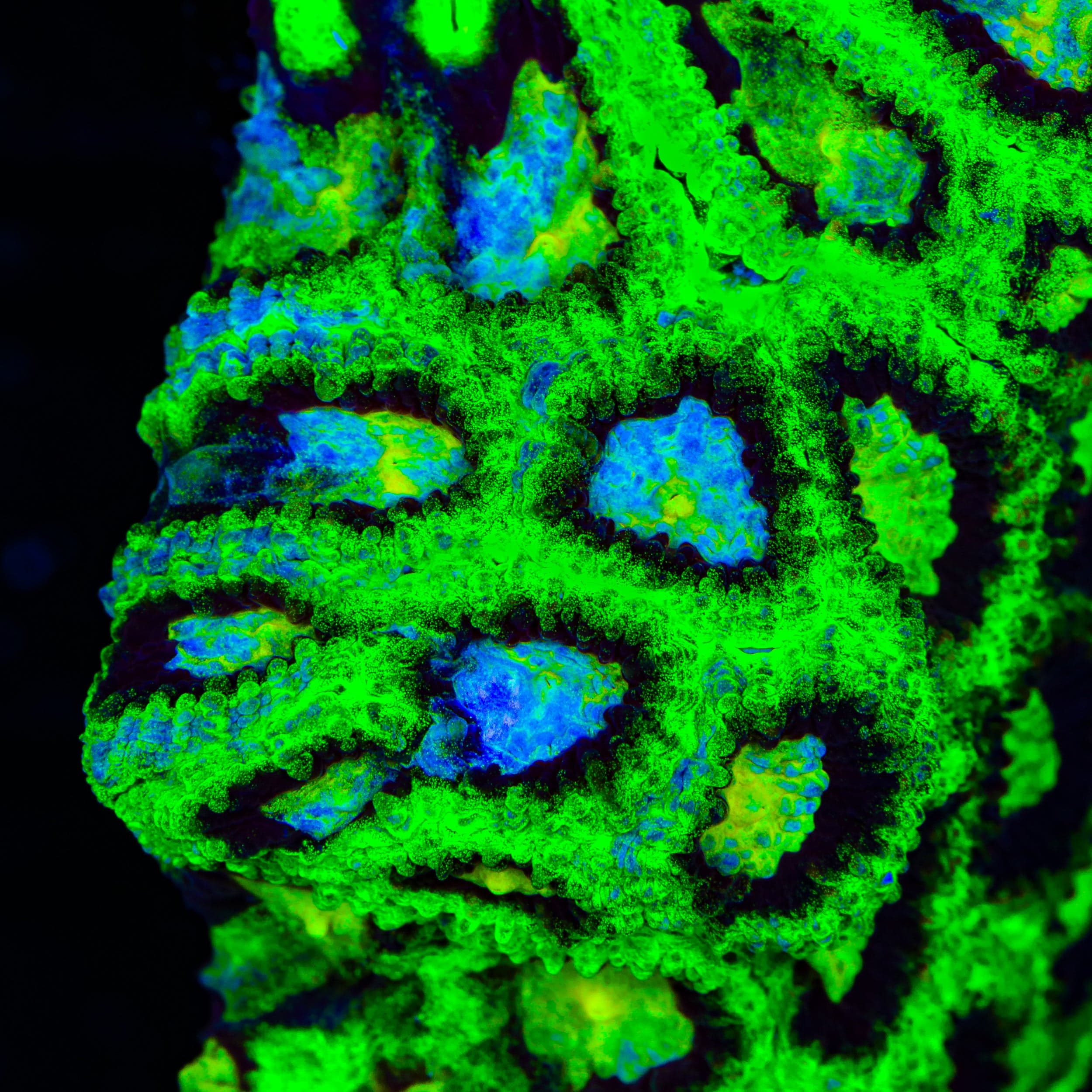 WWC All Star Favia Coral
