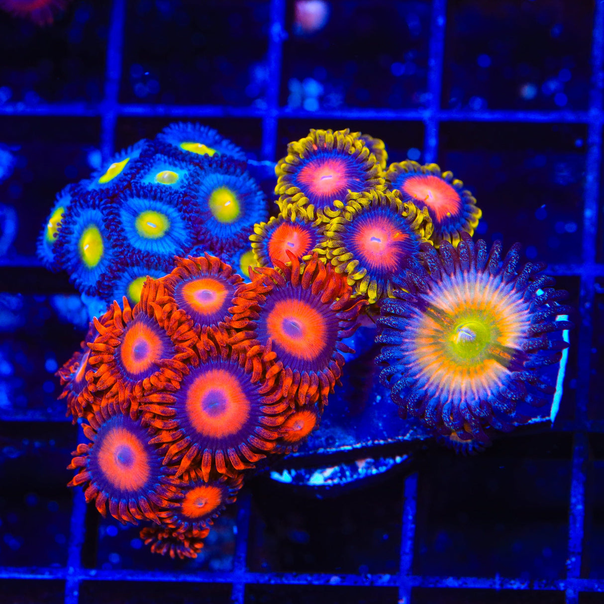 WWC AOI, Orange Oxide Combo Zoanthids Colony Coral