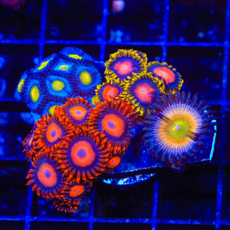 WWC AOI, Orange Oxide Combo Zoanthids Colony Coral