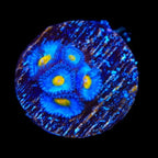 WWC AOI Zoanthids Coral