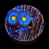 WWC AOI Zoanthids Coral