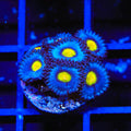 WWC AOI Zoanthids Coral