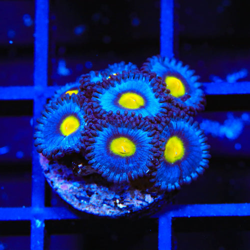 WWC AOI Zoanthids Coral
