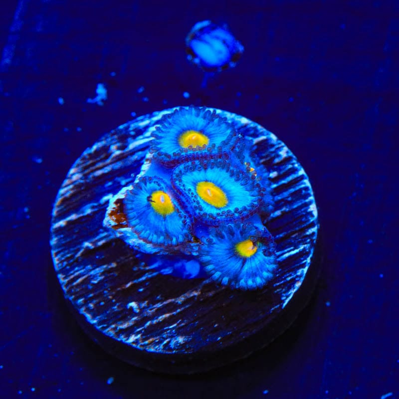 WWC AOI Zoanthids Coral