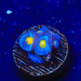 WWC AOI Zoanthids Coral