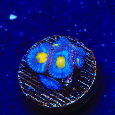 WWC AOI Zoanthids Coral