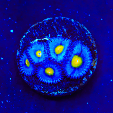 WWC AOI Zoanthids Coral