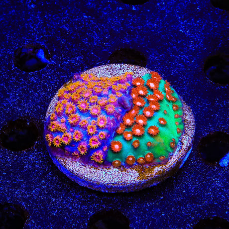 WWC Bizarro and Jingle Bells Cyphastrea Coral