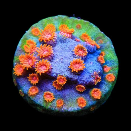 WWC Bizarro Cyphastrea Coral